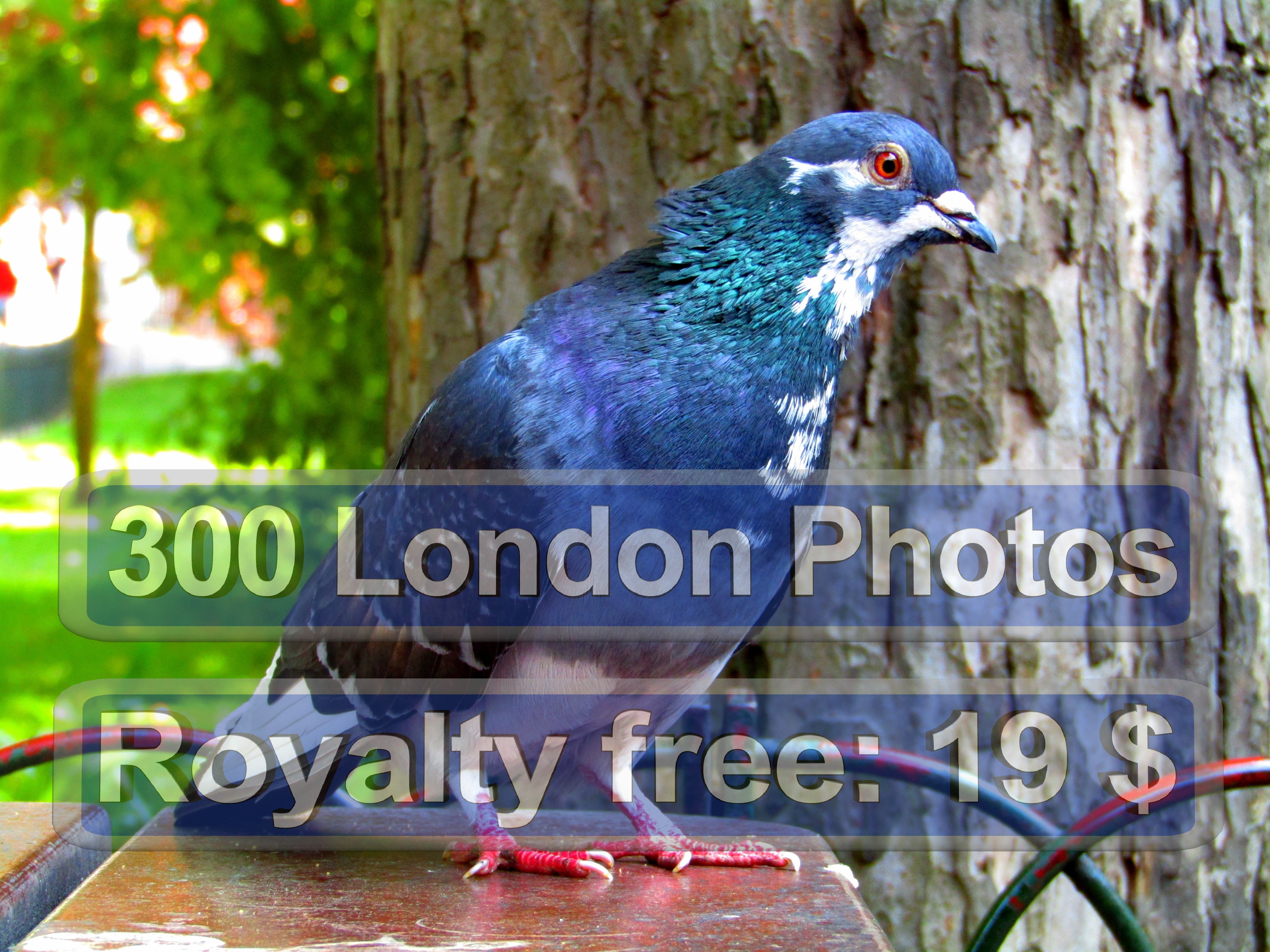 London Drugs Photo Quadra