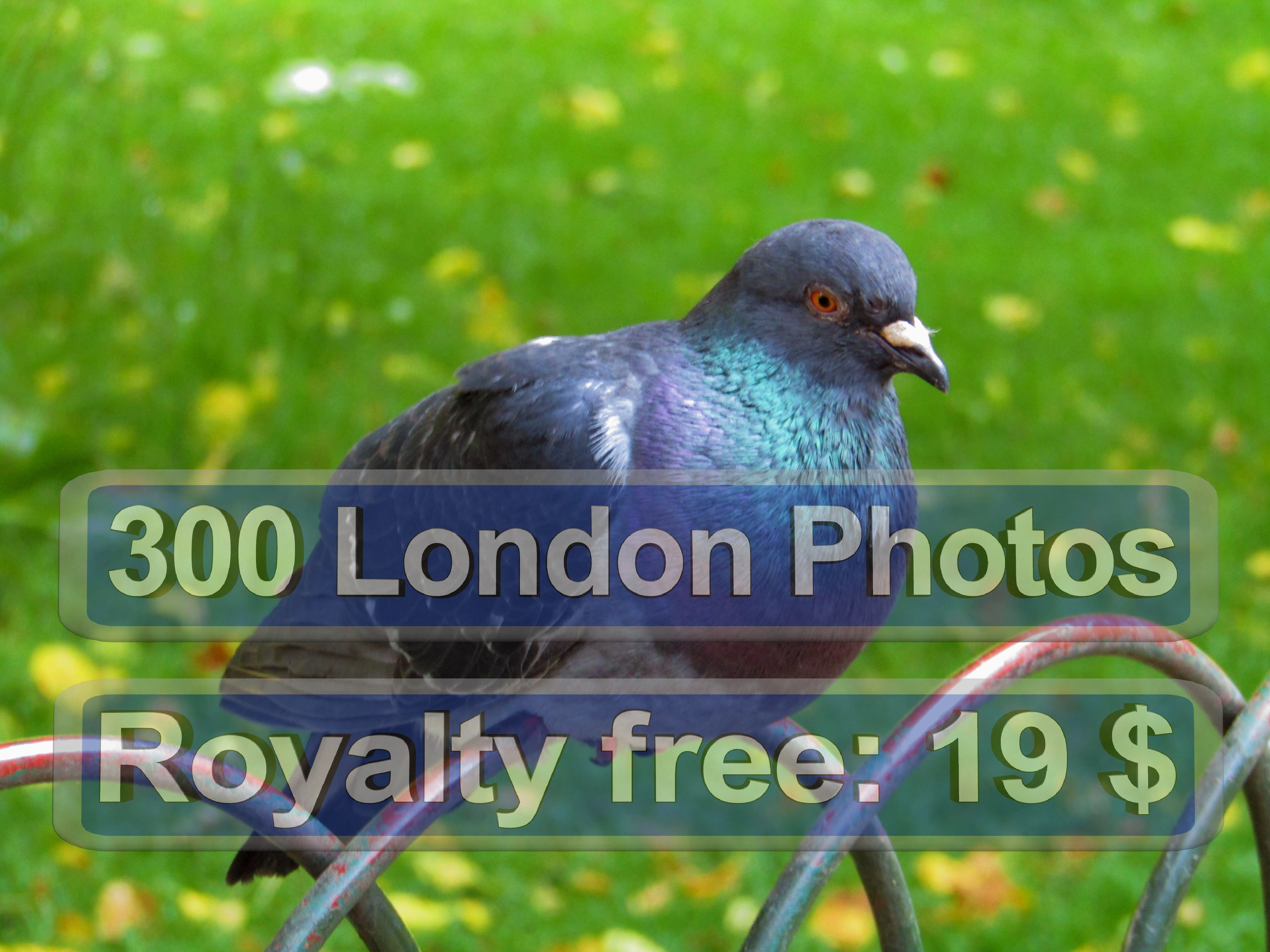 London Drugs Photo Quality