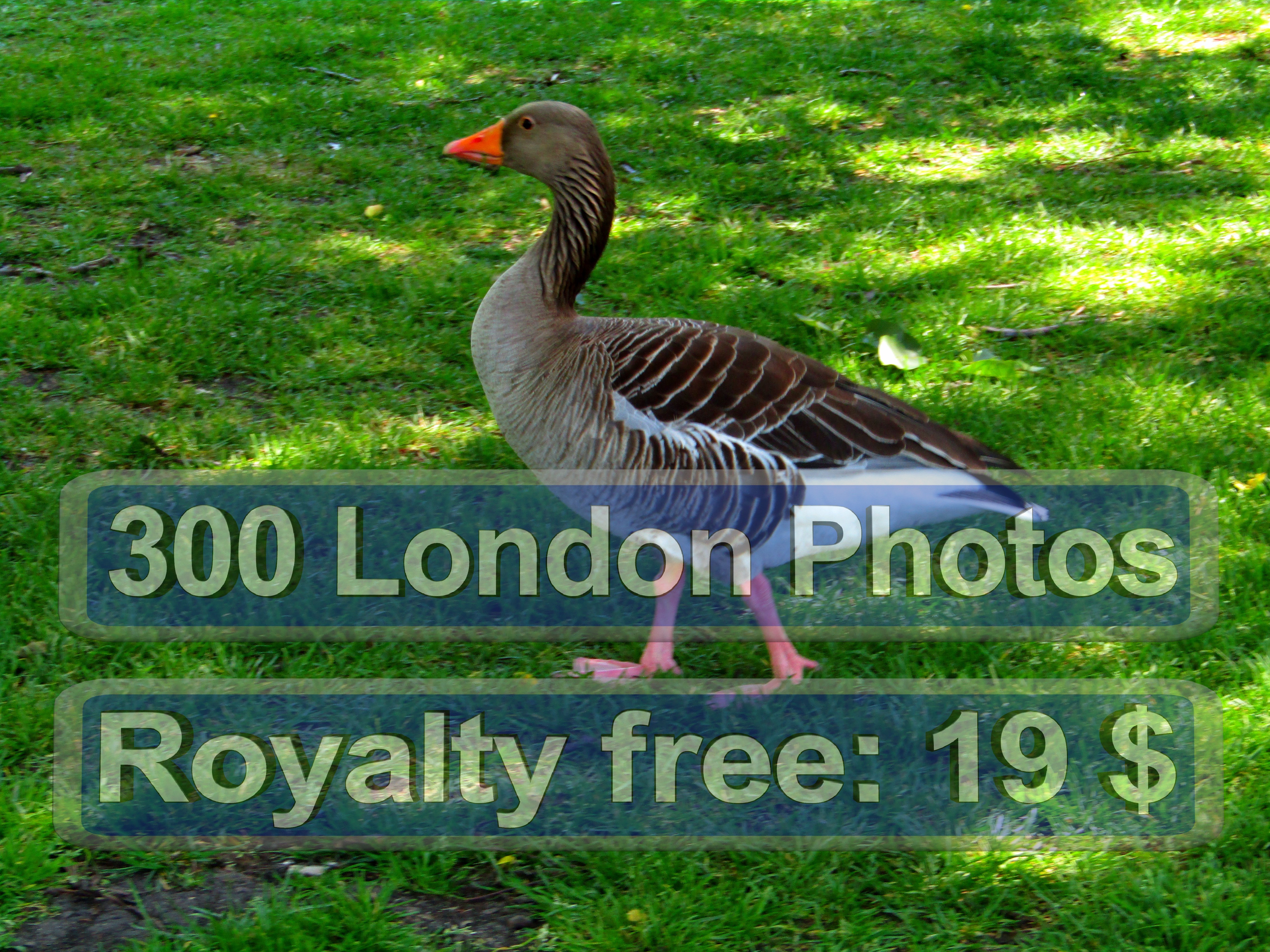 London High Quality Photo Printing