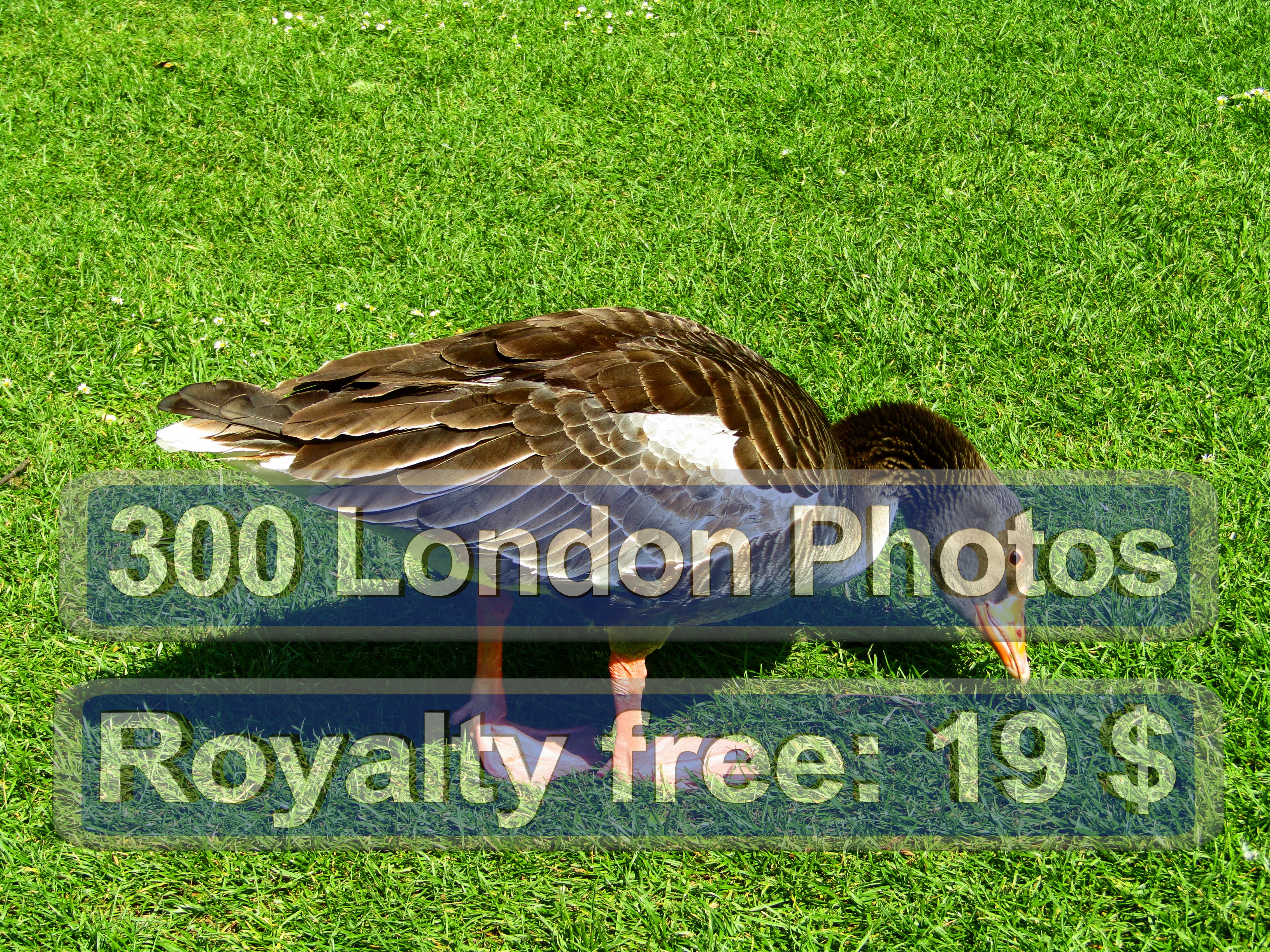 London Queen Photo