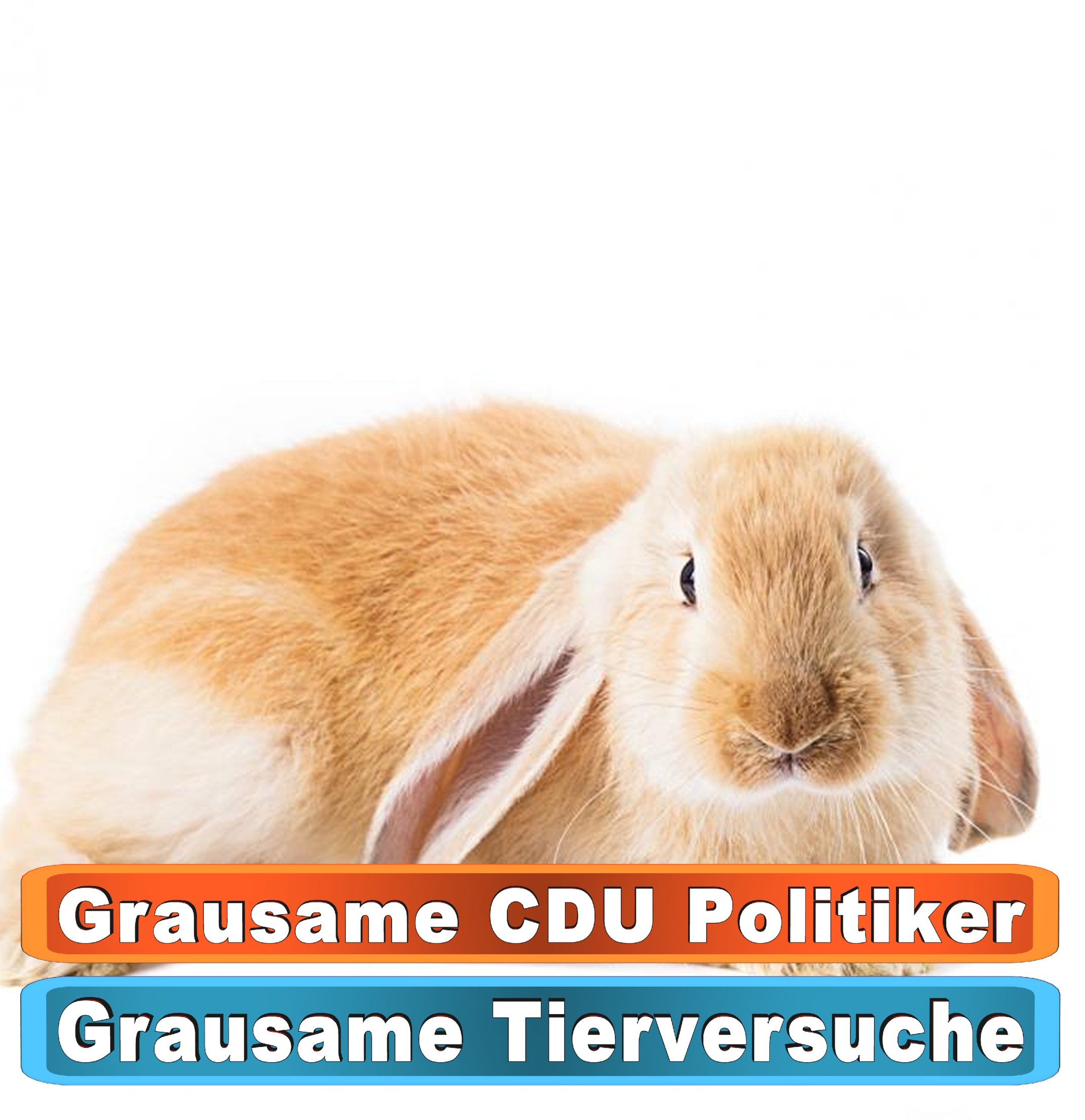 Tierhandlung Karlsruhe Youtube