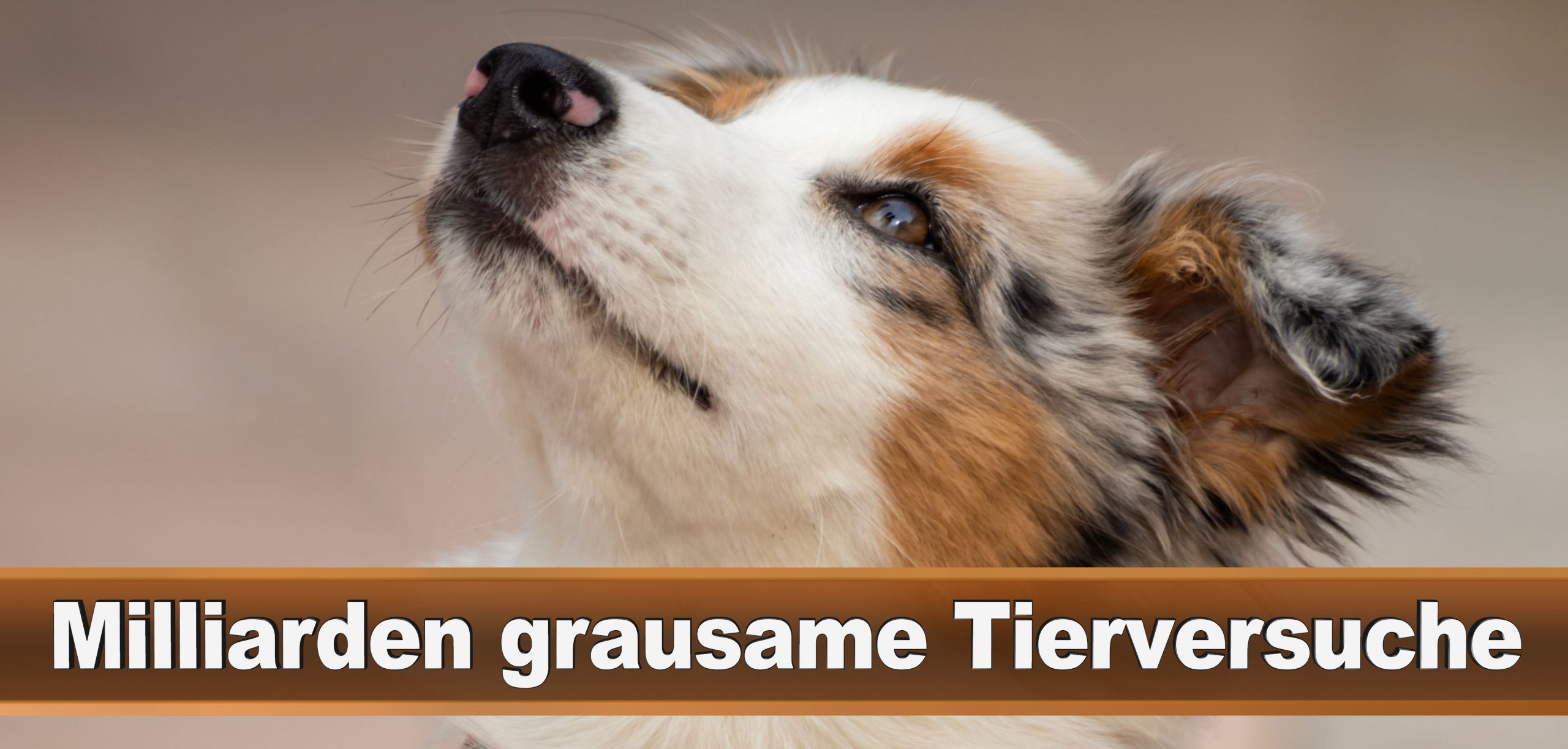 Bundestagswahl 2021 Wahlplakate CDU SPD FDP AFD Grüne Linke Stimmzettel Prognose Umfrage Kandidaten Parteien Datum (55)