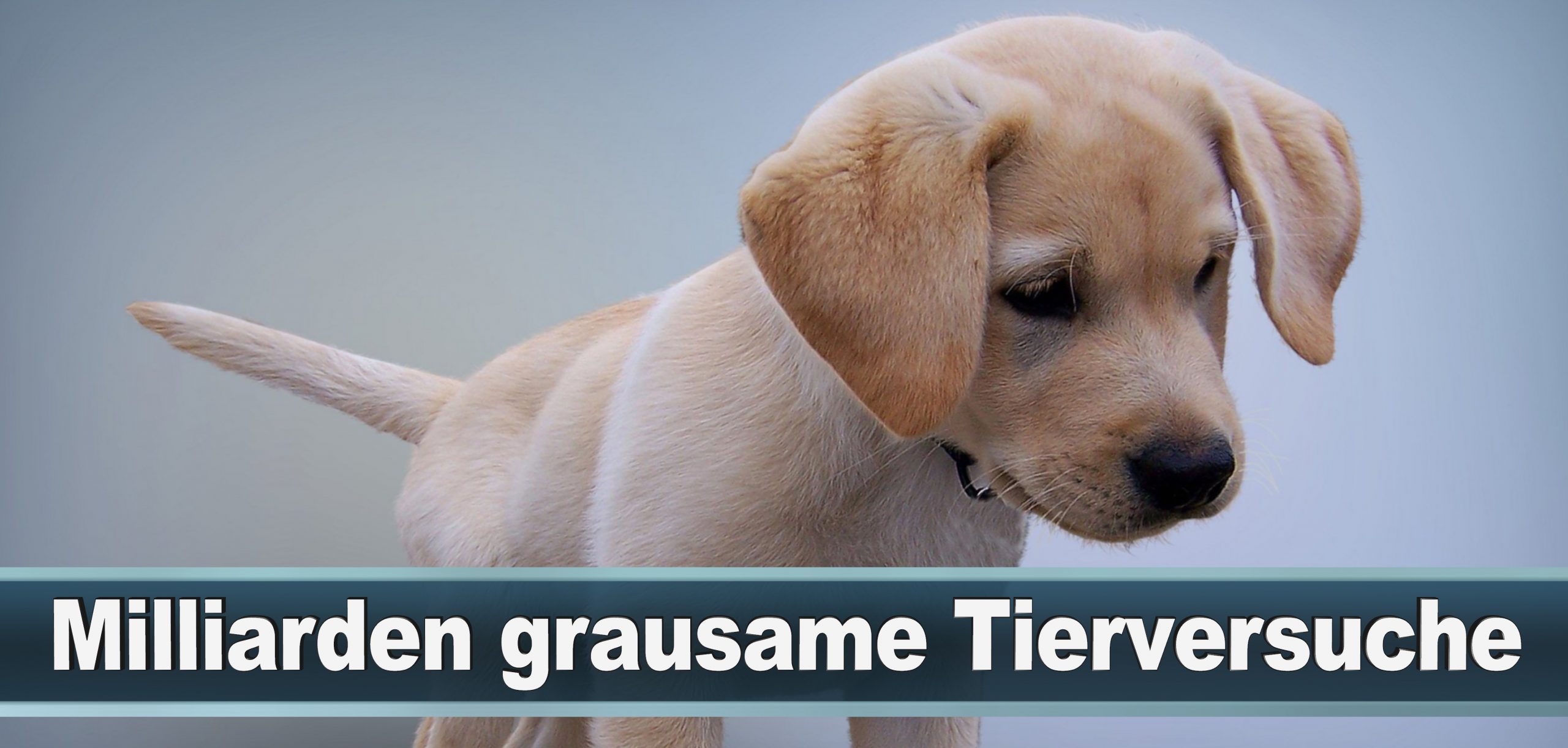 Bundestagswahl 2021 Wahlplakate CDU SPD FDP AFD Grüne Linke Stimmzettel Prognose Umfrage Kandidaten Parteien Datum (57)