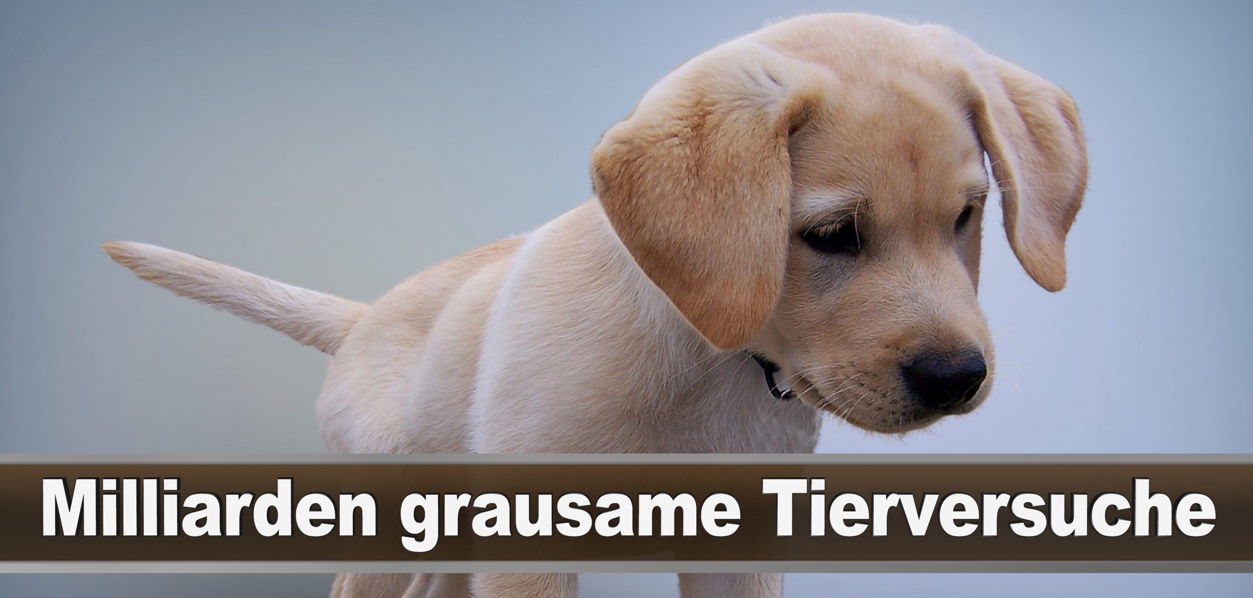 Bundestagswahl 2021 Wahlplakate CDU SPD FDP AFD Grüne Linke Stimmzettel Prognose Umfrage Kandidaten Parteien Datum (58)